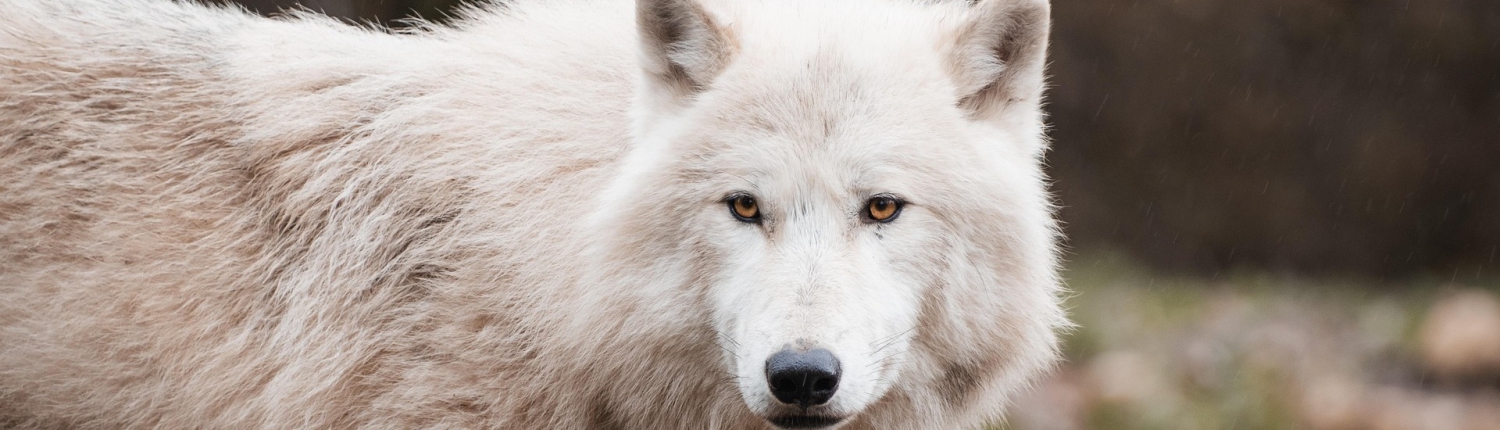 wolf-8372315_1920 (1)